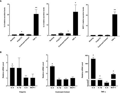 Cdc42 regulates cytokine expression and trafficking in bronchial epithelial cells